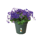 green basics pot de culture 15cm leaf green